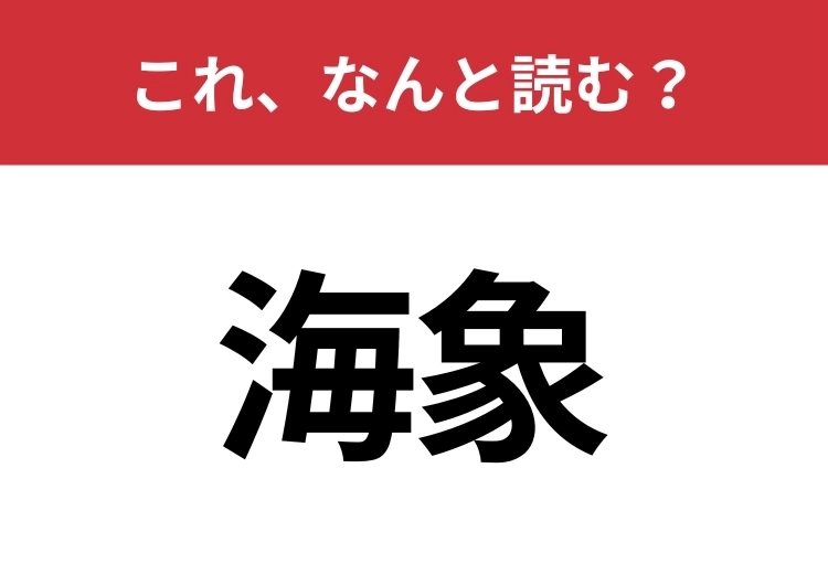 【海象】はなんと読む？「海の象」はどの動物？のメイン画像