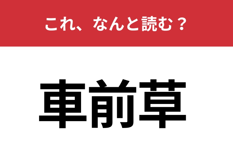【車前草】はなんと読む？とある植物の名前です！