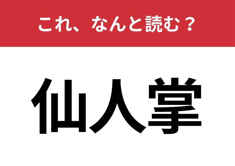 【仙人掌】はなんと読む？植物の名前です！のメイン画像