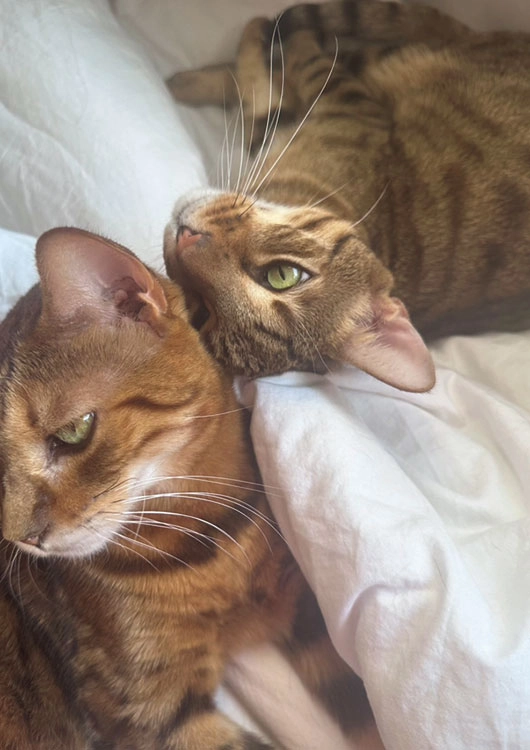猫