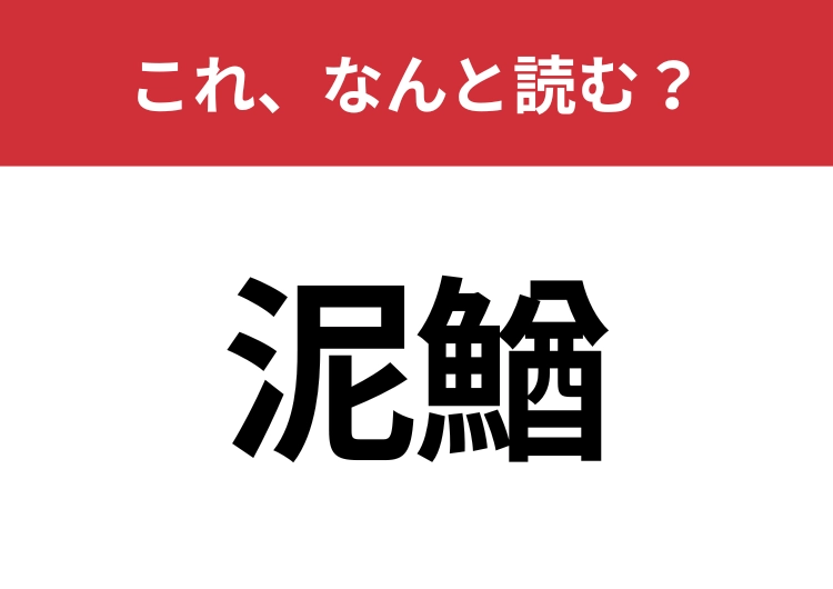 【泥鰌】はなんと読む?泥の中で暮らすアイツ!のメイン画像