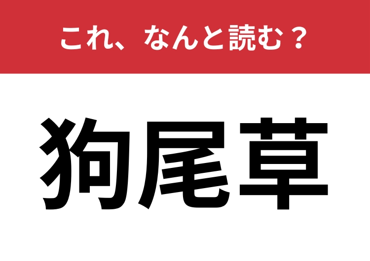 【狗尾草】はなんと読む?植物に関する漢字クイズです!のメイン画像