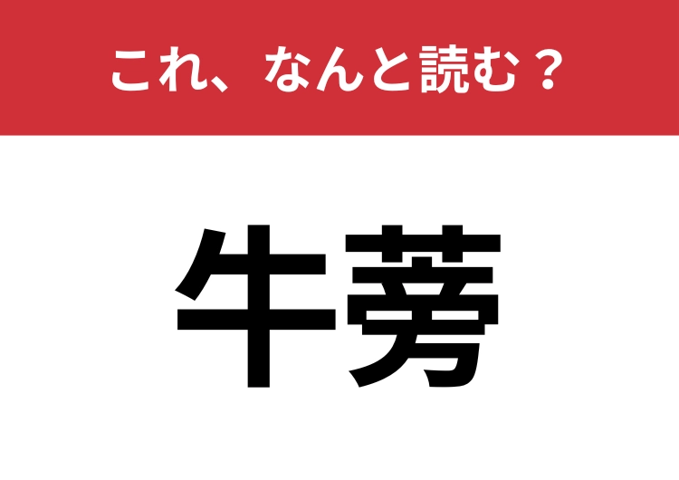 【牛蒡】はなんと読む？漢字からは想像できないお馴染みの野菜！のメイン画像
