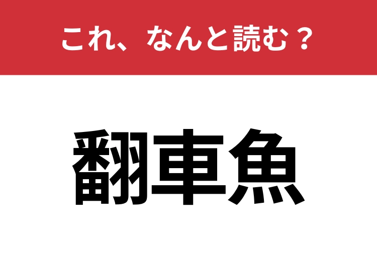 【翻車魚】はなんと読む？独特な形をしている海の生き物！のメイン画像