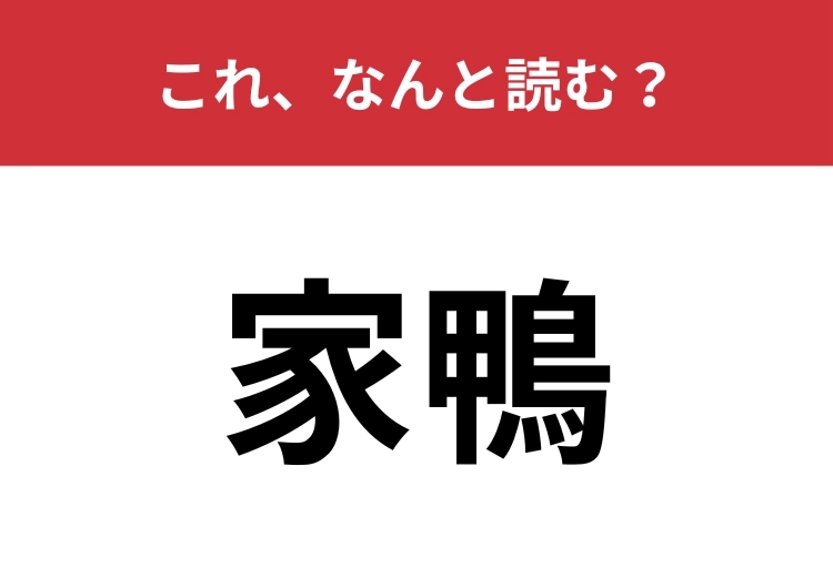 【家鴨】はなんと読む？三文字の可愛い鳥の名前です