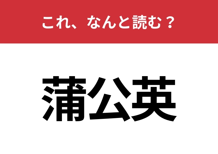 【蒲公英】はなんと読む？春になるとよく見る植物です！