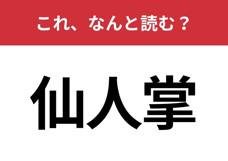 【仙人掌】はなんと読む?植物の名前です!のメイン画像