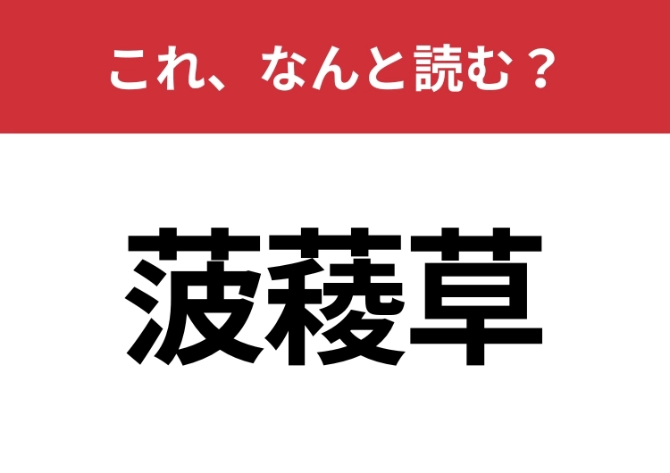 【菠薐草】はなんと読む？スーパーでおなじみのあの野菜のメイン画像